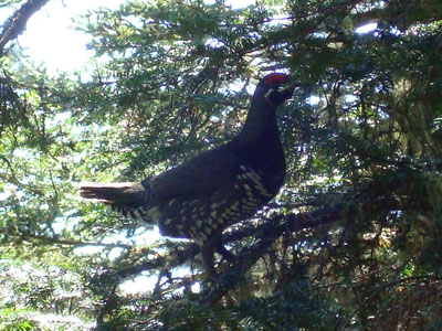 An attack chicken or something on the side of the Davis Path on the way to Mt. Isolation