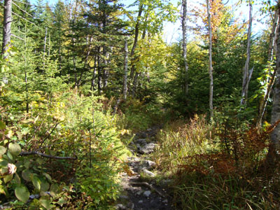 The Rocky Branch Trail