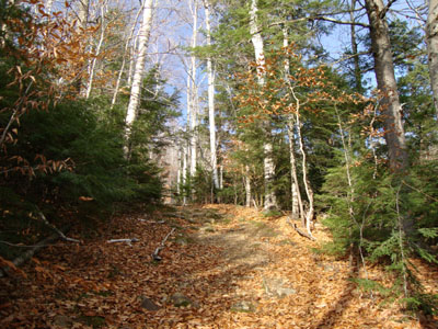 The Rocky Branch Trail