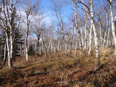 The vast birch glades of the so-called Engine Hill bushwhack