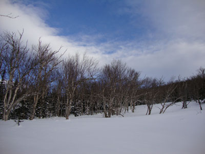 The birch glades around the Engine Hill bushwhack