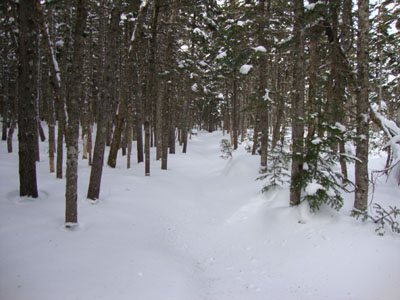 Looking up the unbroken Isolation Trail