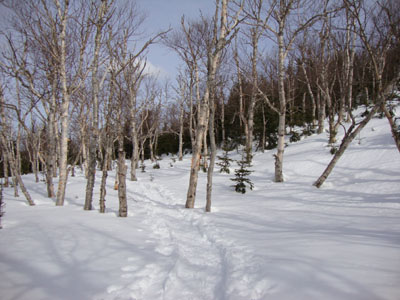 The birch glades around the Engine Hill bushwhack