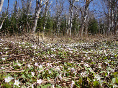 The flower covered birch glades