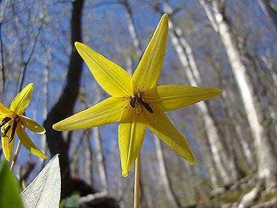 Trout lilly on the Rocky Branch Trail