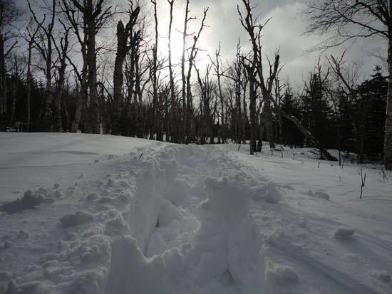 The breaking out a route though the birch glades around the Engine Hill bushwhack