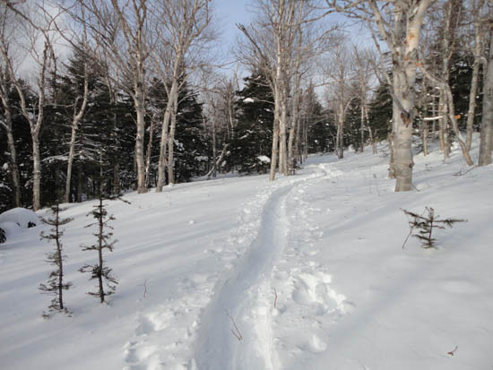 A nicely packed route through the birch glades later in the day
