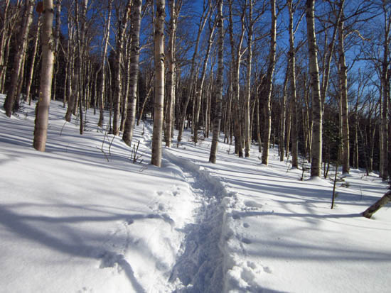 The Engine Hill bushwhack