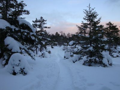 Looking up the Wentworth Trail