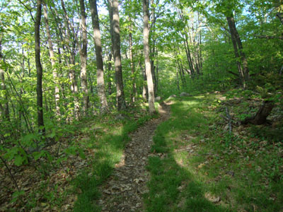 Looking down the Wentworth Trail
