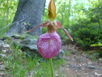 Lady slipper along the Wentworth Trail