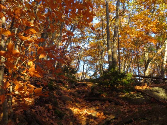 Looking up the Wentworth Trail