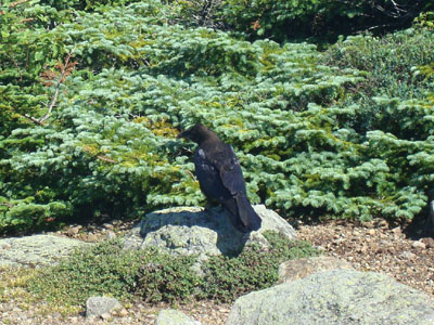 A big bird hanging out on the summit of Mt. Jackson