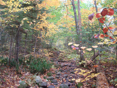 Looking up the Webster-Jackson Trail
