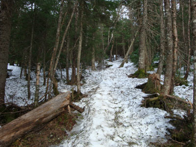 Looking up the Webster-Jackson Trail