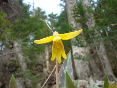 Trout lilly near the Webster-Jackson Trail trailhead