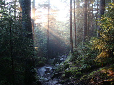 Looking down the Webster-Jackson Trail
