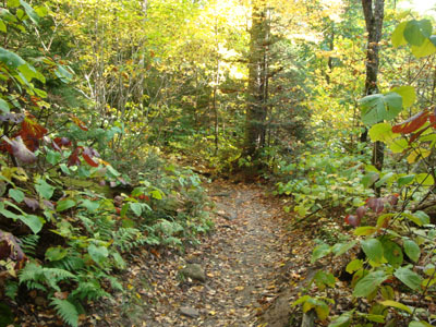 Looking down the Webster-Jackson Trail