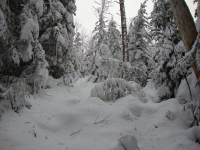 Looking up the Jackson branch of the Webster-Jackson Trail