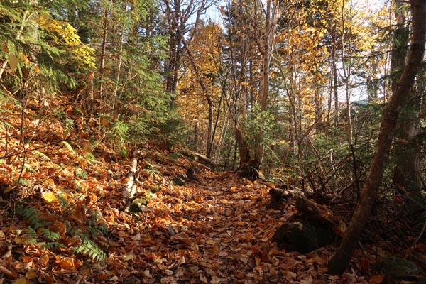 The lower Webster-Jackson Trail