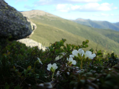Diapensia along the Caps Ridge Trail