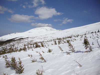 Looking across the snow-covered spruce forest on the way to Mt. Jefferson