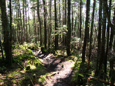 The Asquam-Ridge Trail on the way to Mt. Jim