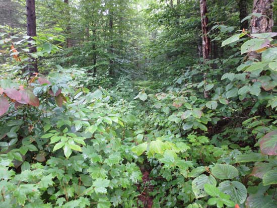 The Hubbard Brook Trail