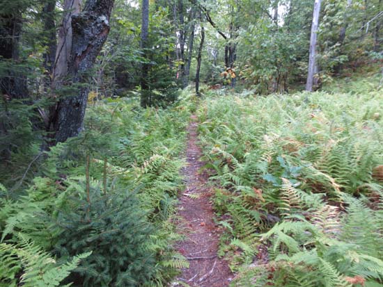 The Red Trail on the way to Mt. Klem