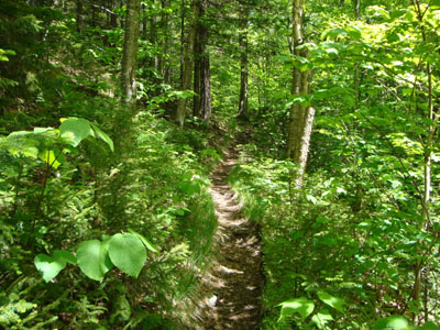 Looking up the Skookumchuck Trail