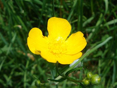 A buttercup at the beginning of the Skookumchuck Trail