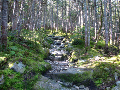 Looking up the Greenleaf Trail on the way to Mt. Lafayette