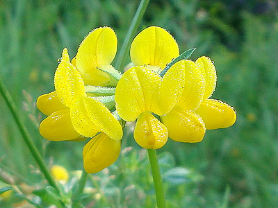 Flowers near the Greenleaf Trail trailhead
