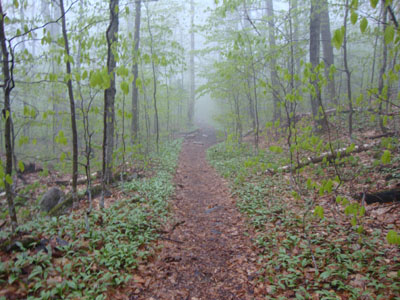 The Liberty Spring Trail