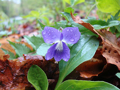 A purple violet along the bike path