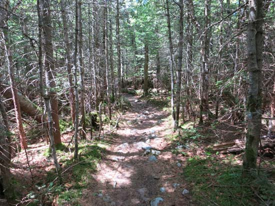 The Franconia Ridge Trail between Mt. Flume and Mt. Liberty