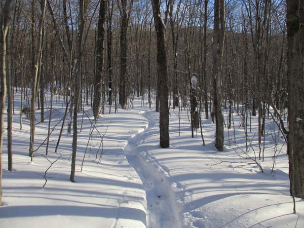 Looking up the Liberty Spring Trail