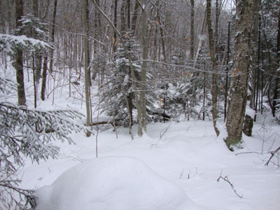 The start of the bushwhack to the Liberty Spring Trail from the bike path