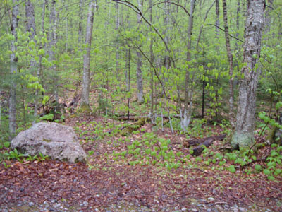 The start of the bushwhack to the Liberty Spring Trail from the bike path