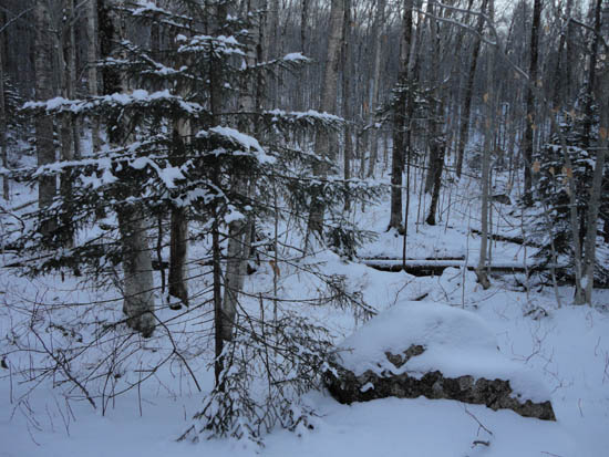 The start of the bushwhack to the Liberty Spring Trail from the bike path