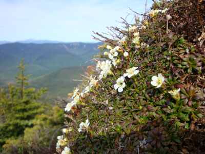 Diapensia near Mt. Lincoln