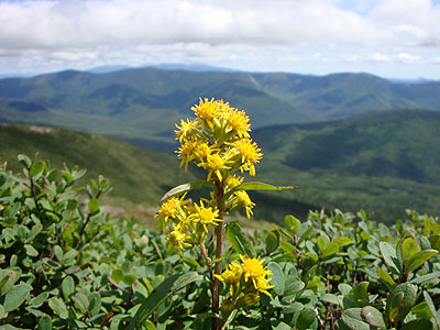 Wildflowers near Mt. Lincoln