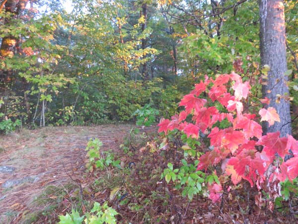 The Crawford Ridgepole Trail