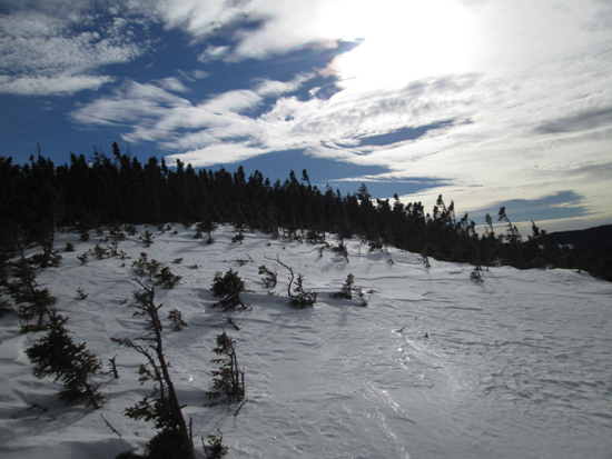 Ascending the scrub zone on Mt. Lowell