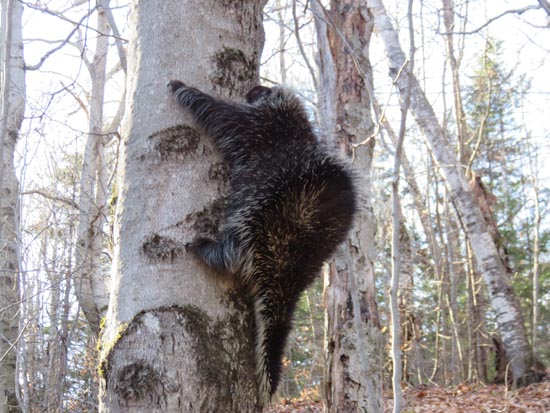 A porcupine near the Round Pond Trail