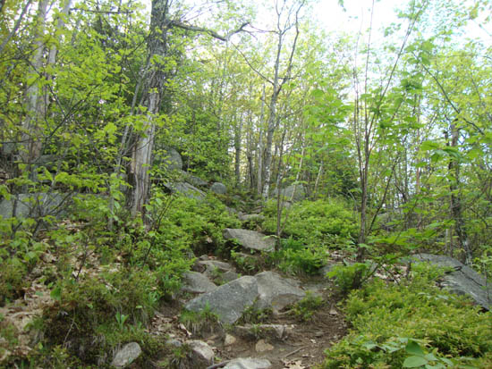 Looking up the Beeline Trail