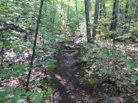 Looking up the Beeline Trail