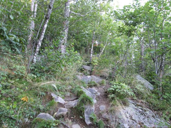 Looking up the Bee Line Trail