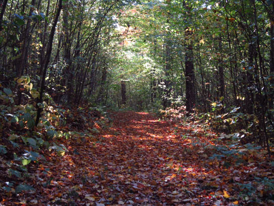 Looking up the Cherry Mountain Trail