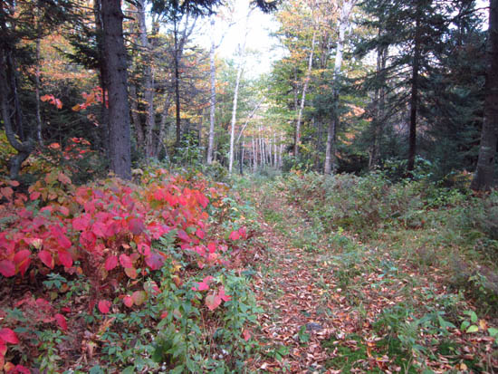 Looking down the Cherry Mountain Trail